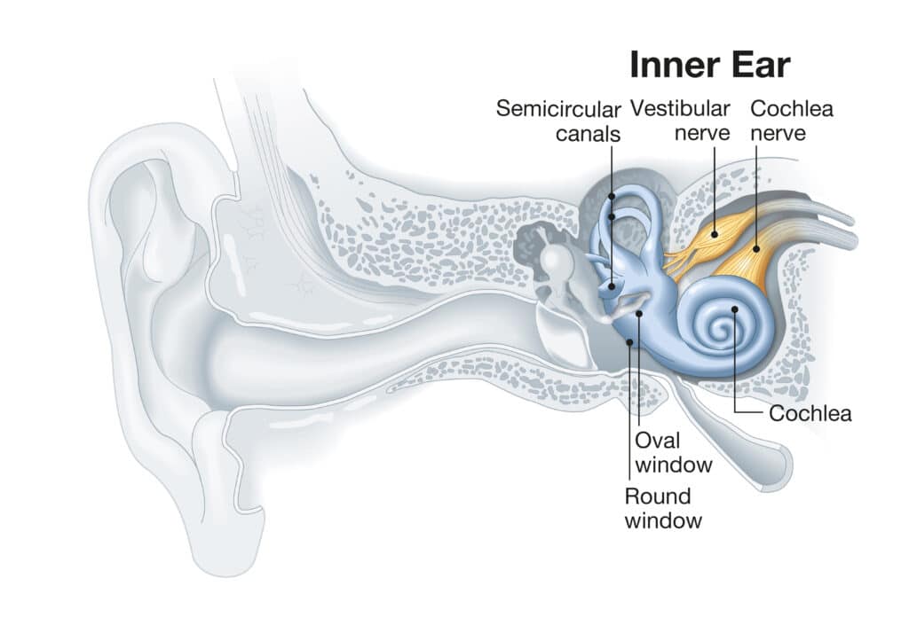 Illustration of the basic elements of the inner ear, which influences how the body balances.