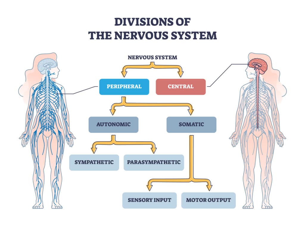 Guillain-Barré Syndrome: Graphical image of the human nervous system.