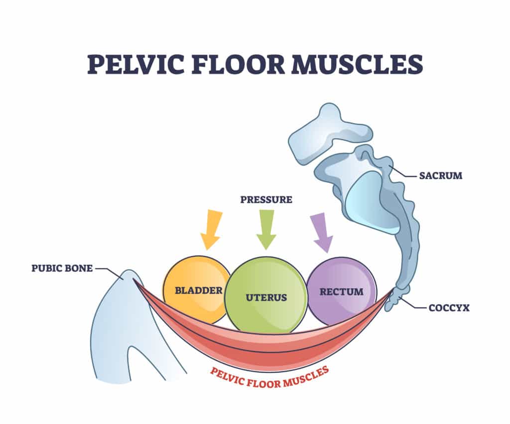 Graphic illustration of the pelvic floor which is a key component of urethral prolapse prevention