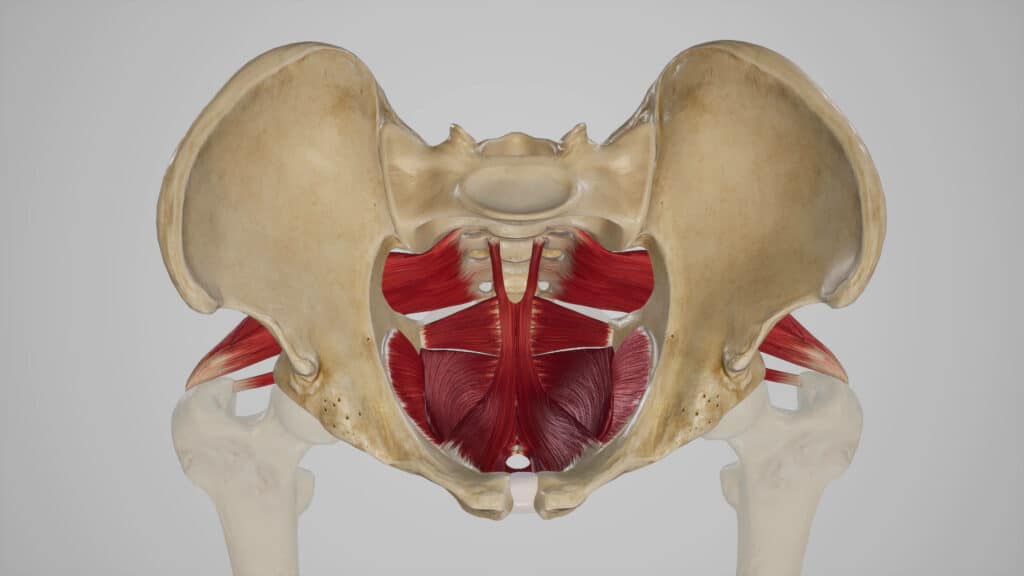 Anatomical image of the pelvic floor muscles and the pelvic bowl.