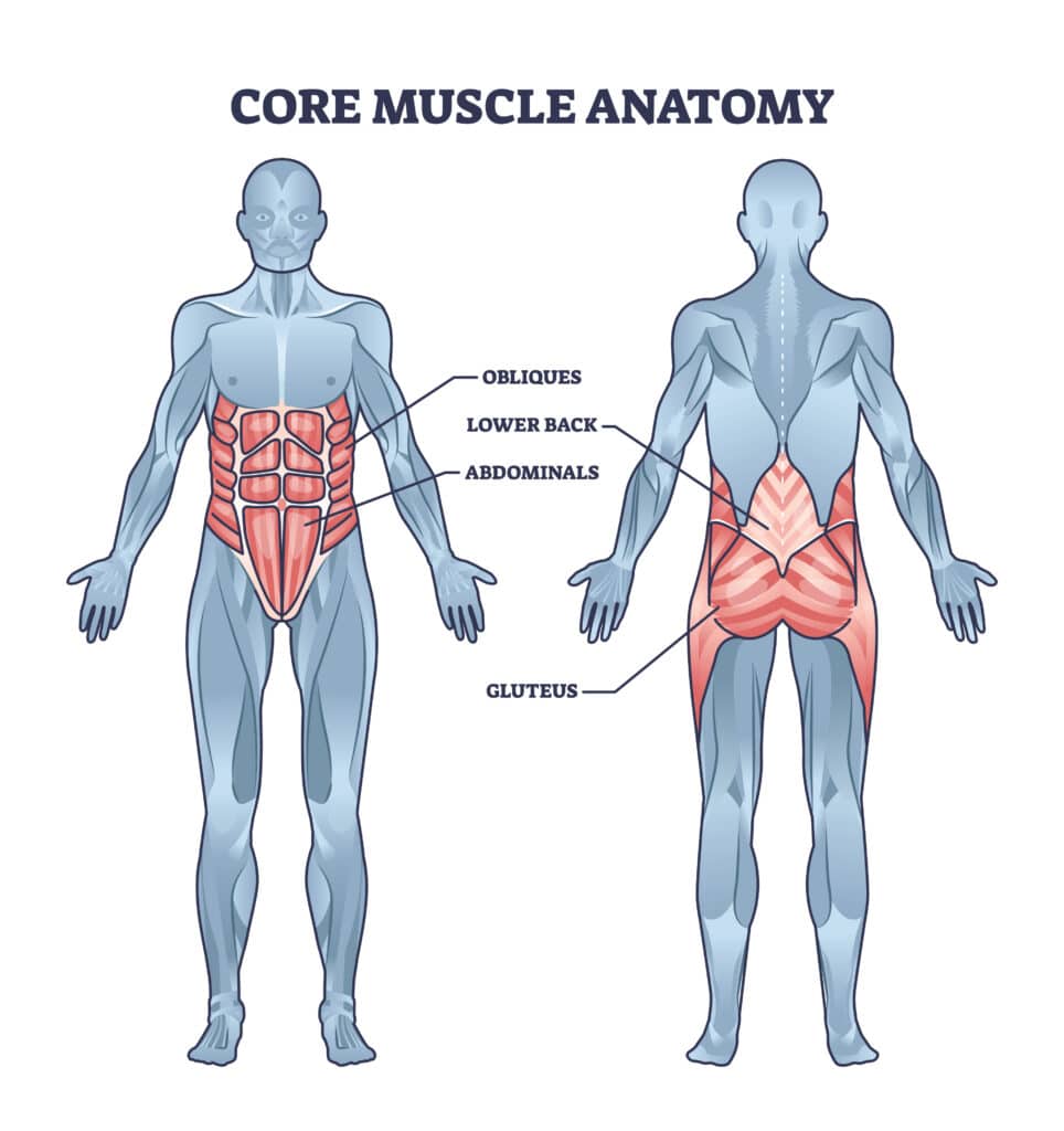 Digital Anatomical Image of Superficial Core Muscles, both anterior and posterior