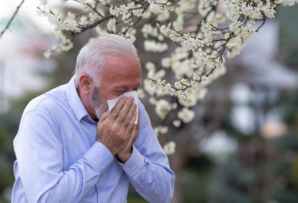 Senior man sneezing into napkin in front of blooming tree. Spring allergy reaction