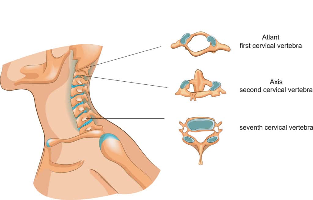 cervical vertebrae structure